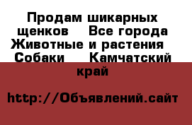 Продам шикарных щенков  - Все города Животные и растения » Собаки   . Камчатский край